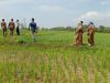 Antisipasi Fenomena El Nino, Kadistan Aceh Besar Ajak Masyarakat Manfaatkan Pompanisasi