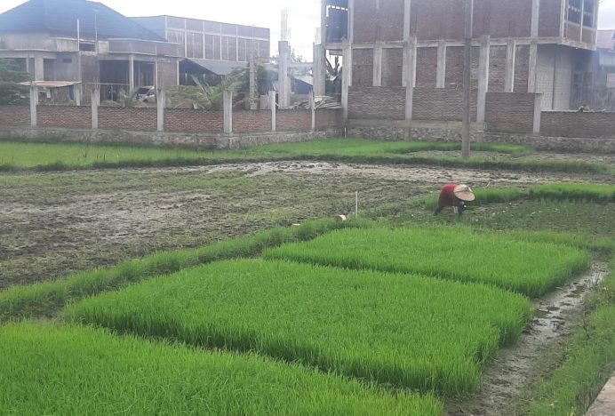 Petani Darul Imarah Minta Pemkab Aceh Besar Bantu Atasi Kekeringan