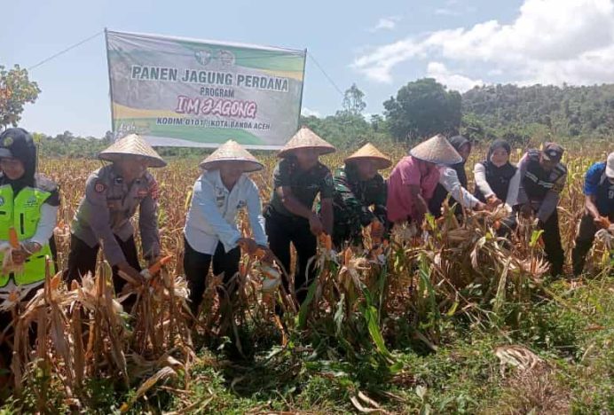 Koramil 22/Simpang Tiga Panen Jagung Perdana Program I’M Jagung Tahap II