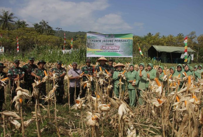 Dandim 0101/KBA Bersama Ketua Persit KCK Cabang XXVII Panen Jagung Perdana di Ladong, Aceh Besar