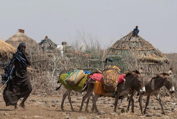 Uni Afrika Larang Perdagangan Kulit Keledai
