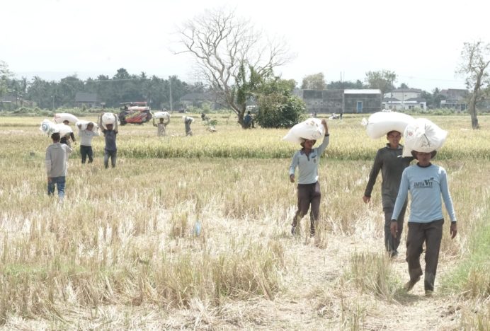 Musim Panen Tiba, Berkah Bagi Kuli Panggul Gabah