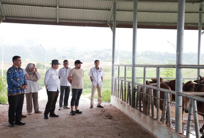 Pj Bupati Iswanto Yakin Aceh Besar Punya Potensi Kembangkan Sapi Aceh Berkualitas