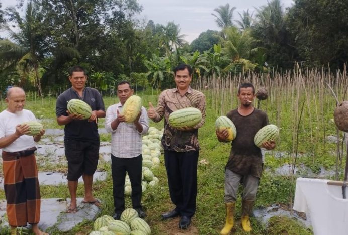 Kadis Pertanian Aceh Besar Panen Semangka Bersama Kelompok Tani Ingin Sejahtera Montasik