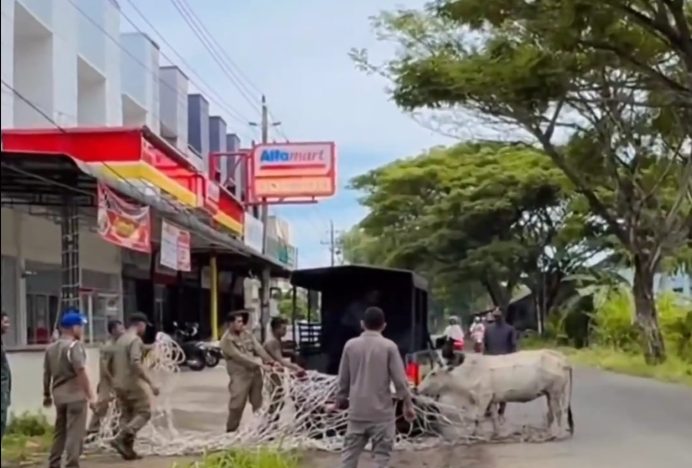 Satpol PP dan WH Aceh Besar Amankan Kawanan Sapi di Jalan Rel Kereta Api Lama Lambaro