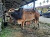 Jelang Idul Adha, Harga Sapi dan Kambing di Pasar Hewan Sibreh Aceh Besar Mulai Naik