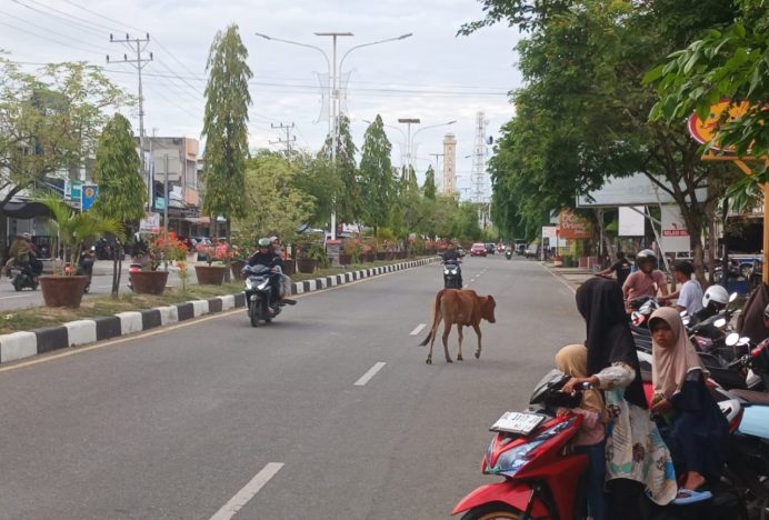 Hewan Ternak Turun ke Jalan Raya, Warga Minta Pemkab Pidie Tertibkan