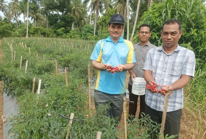 Berhasil Panen Cabai, Pemkab Aceh Besar Apresiasi Program Tanggap Inflasi Pemuda Hareukat Tani