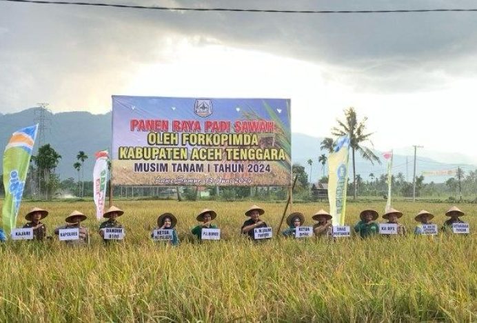 Pemkab Aceh Tenggara Panen Raya Padi Sawah di Lawe Sumur