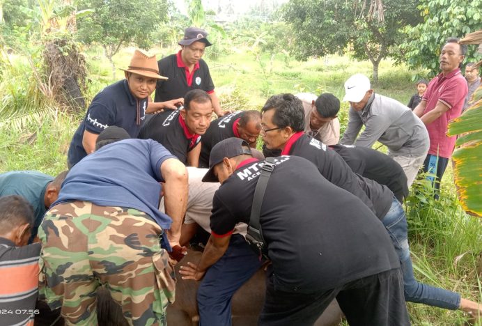 MTsN 1 Aceh Besar Laksanakan Tradisi Qurban Berbagi Berkah Bersama Masyarakat