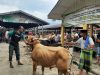 Menjelang Idul Adha 1445 H, Stok Hewan Qurban di Aceh Besar Capai Ribuan Ekor