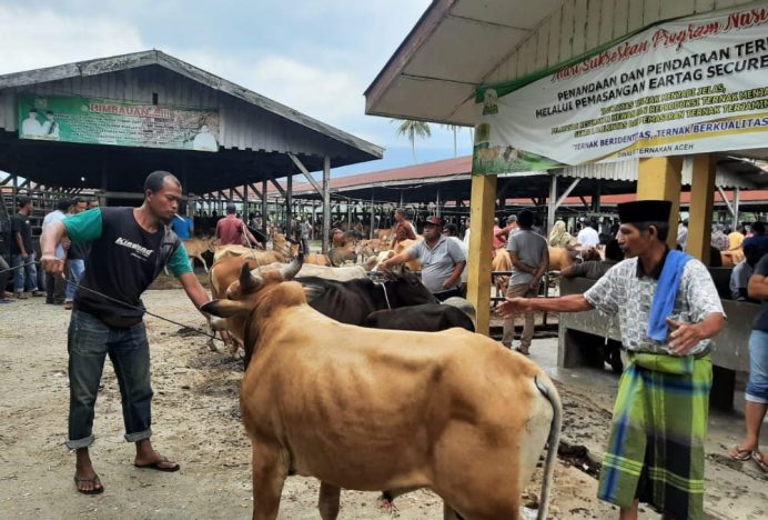 Menjelang Idul Adha 1445 H, Stok Hewan Qurban di Aceh Besar Capai Ribuan Ekor