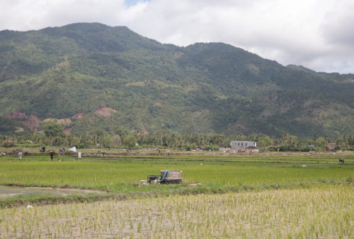 Petani Padi Darul Kamal Aceh Besar Kesulitan Air