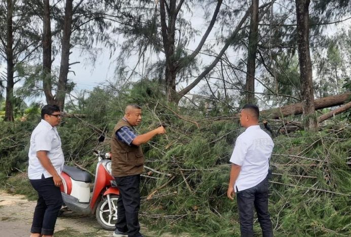 BPBD Banda Aceh Imbau Warga Kota Waspadai Pohon Tumbang