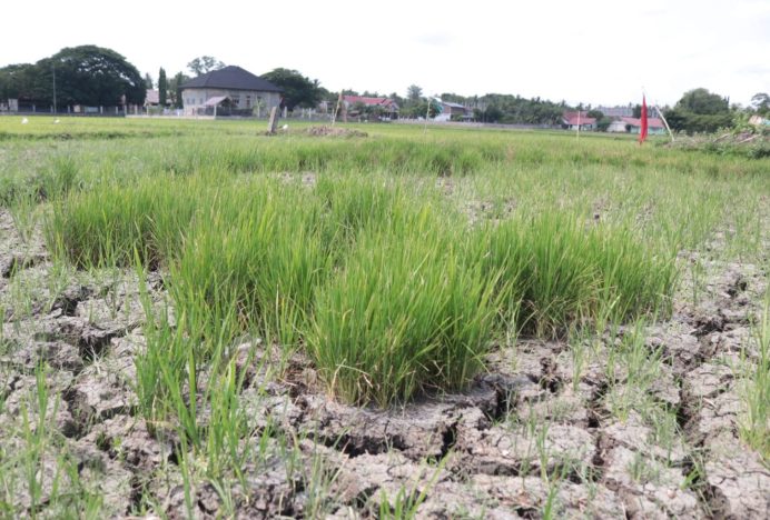 Petani Darul Kamal Pasrah Hadapi Ancaman Gagal Panen Akibat Kekeringan