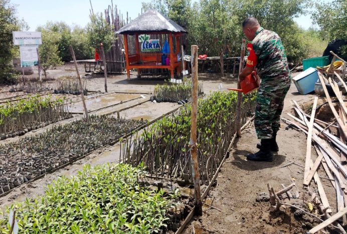 Kodim 0101/KBA Semai 17 Ribu Bibit Mangrove di Lampulo