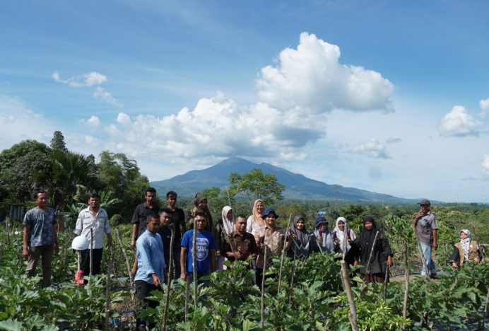 Dinas Pertanian Aceh Besar Panen Terong Kelompok Binaan di Seuneubok