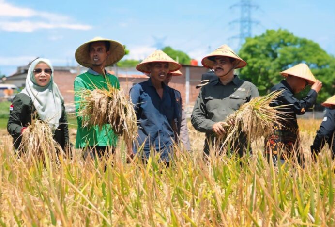 Aceh Besar Sukses Tingkatkan Produksi Padi Melalui PAT