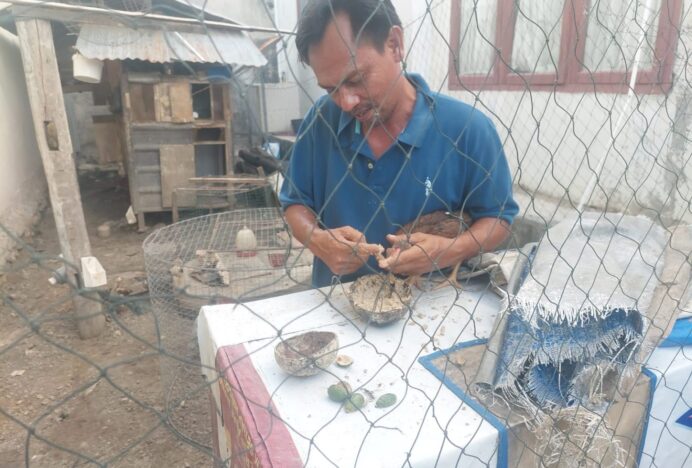 Ratusan Ekor Ayam Mati Mendadak di Banda Aceh dan Aceh Besar, Diduga Flu Burung