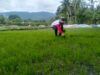 Petani Harap Pemimpin Terpilih Majukan Sektor Pertanian