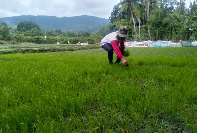 Petani Harap Pemimpin Terpilih Majukan Sektor Pertanian