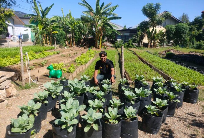 BPP Simpang Tiga Aceh Besar Studi Pemanfaatan Pekarangan Rumah untuk Sayur Organik