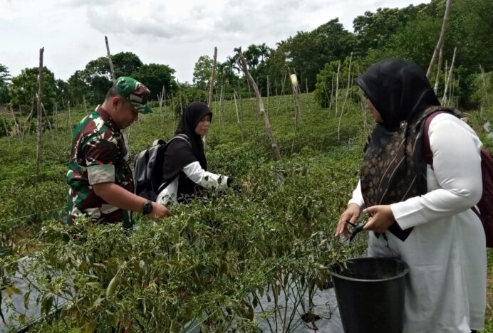 Kolaborasi TNI dan PKK Panen Cabai di Suka Mulya Aceh Besar