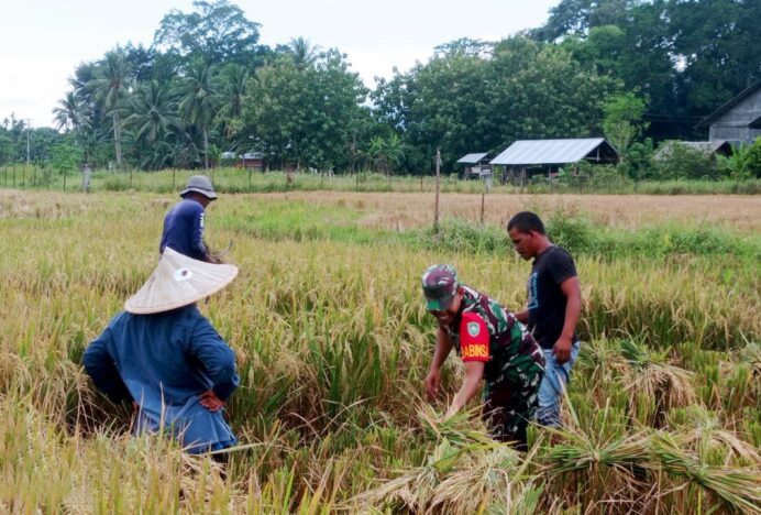 Babinsa Sertu Ratuki bersama Petani Panen Padi di Gampong Lon Asan