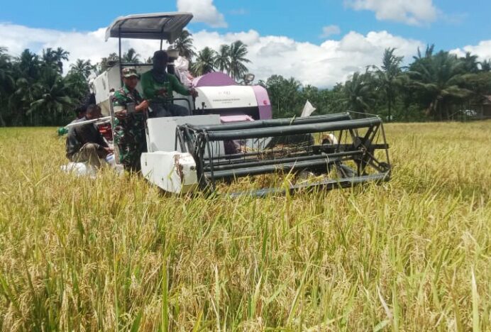 Babinsa Lamtamot Turun Tangan Dampingi Petani Panen Padi