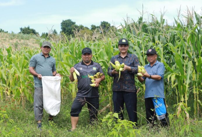 Pj Bupati Aceh Besar Panen Jagung di Lamteuba