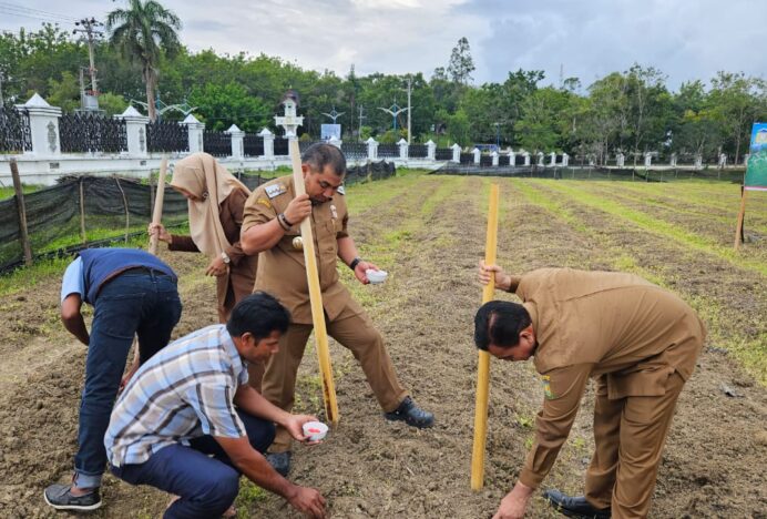 Dukung Ketahanan Pangan, Halaman Meuligoe Bupati Ditanami Jagung Manis