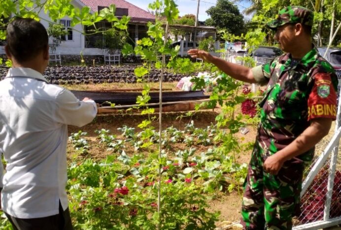 Dukung Pertanian, Babinsa Lamteumen Barat Kunjungi Pembibitan Cabai dan Sayuran