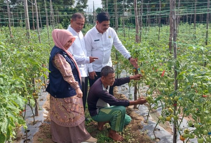 Kendalikan Inflasi, Dinas Pertanian Aceh Besar Dorong Budidaya Tomat dan Cabai