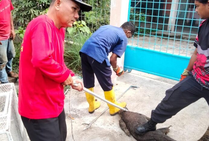Tim Damkar Banda Aceh Evakuasi Biawak di Kantor Baitul Mal