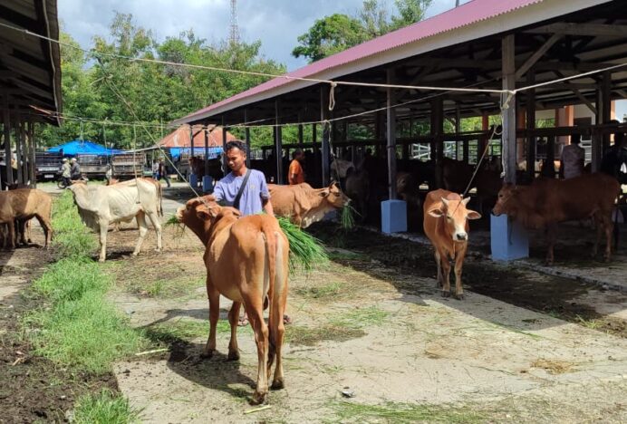 Pasar Hewan Sibreh Sepi di Awal Tahun 2025