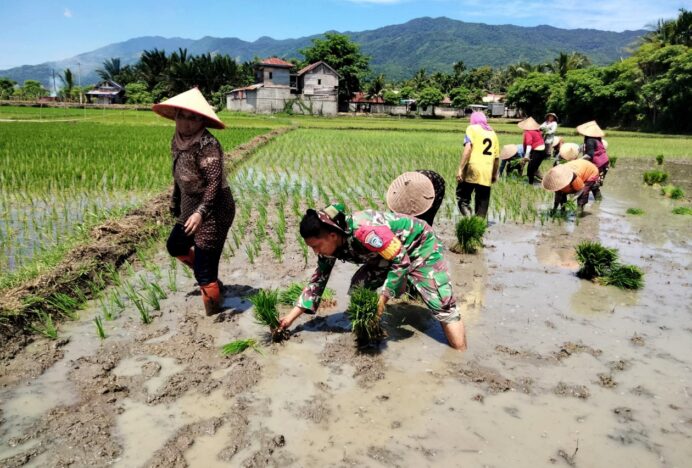 Sertu Pebtri Ikut Tanam Padi di Gampong Tingkeum: Bukti Nyata Peran TNI dalam Mendukung Ketahanan Pangan