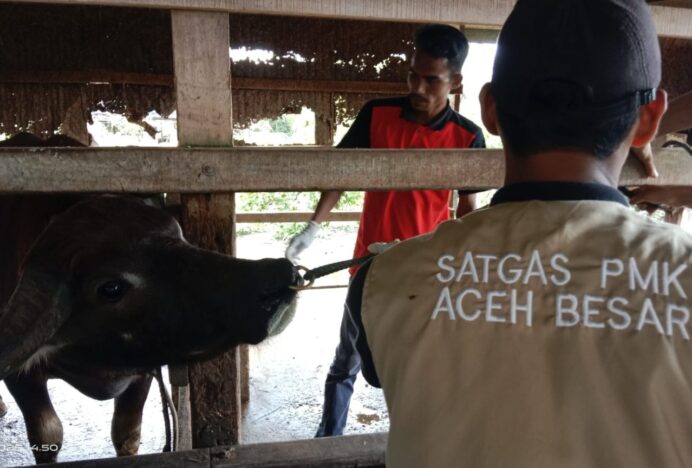 Antisipasi PMK, 60 Ekor Ternak di Blang Bintang Divaksin