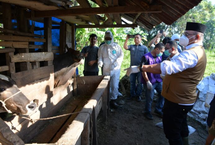 Pj Gubernur Aceh Minta Peternak Lapor Jika Ternak Terindikasi PMK