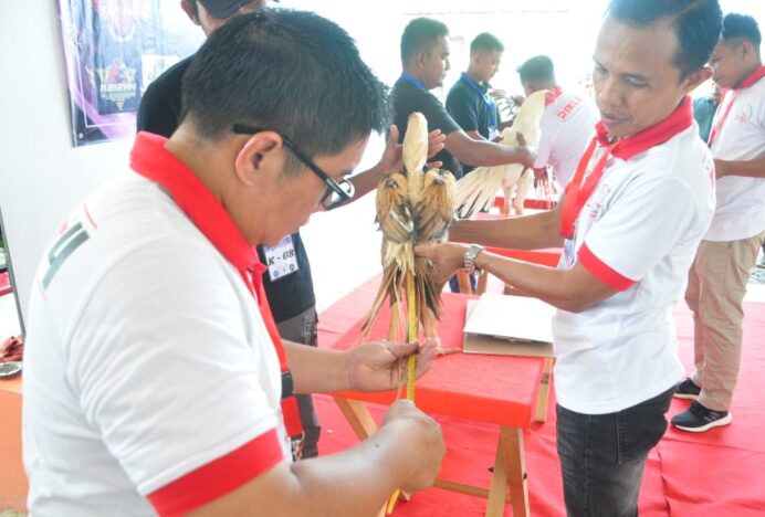Kopali Aceh Gelar Kontes Ayam Hias