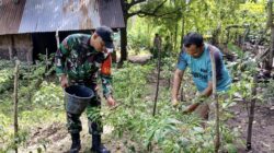 Babinsa Lam Ara Tunong Dampingi Petani Rawat Tanaman Cabai