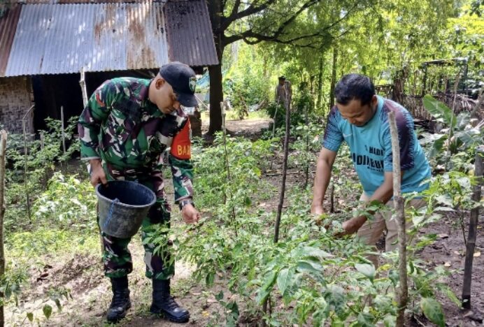 Babinsa Lam Ara Tunong Dampingi Petani Rawat Tanaman Cabai