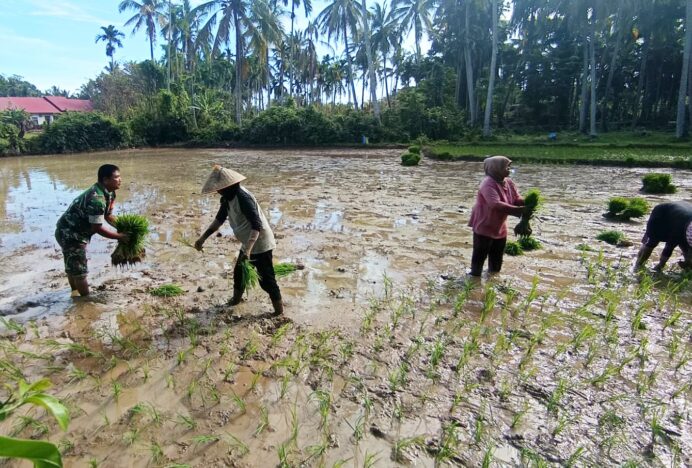 Babinsa Blangkire Koramil Darul Kamal Turun Langsung Bersama Petani ke Sawah