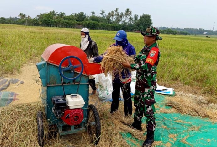 Babinsa Gampong Payaroh Darul Imarah Bantu Petani Rontokkan Padi