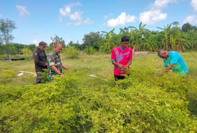 Perkuat Ketahanan Pangan, Babinsa Payatieng Dampingi Petani Rawat Tanaman Cabai