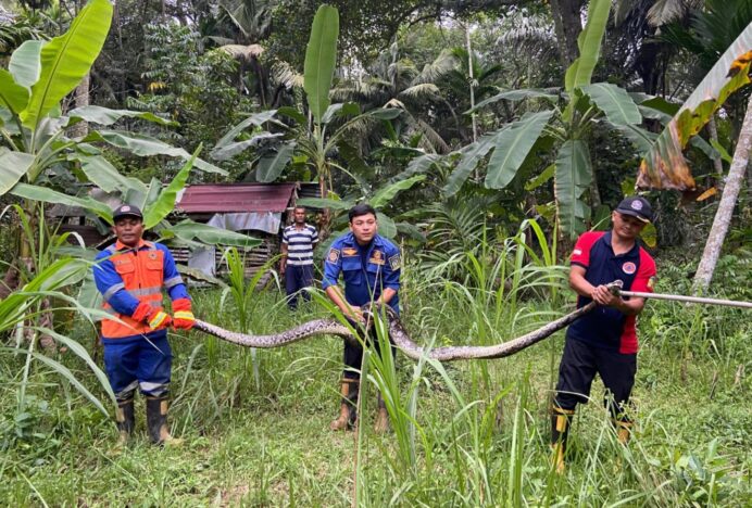 Tim Damkar Aceh Besar Evakuasi Ular Piton 3,5 Meter