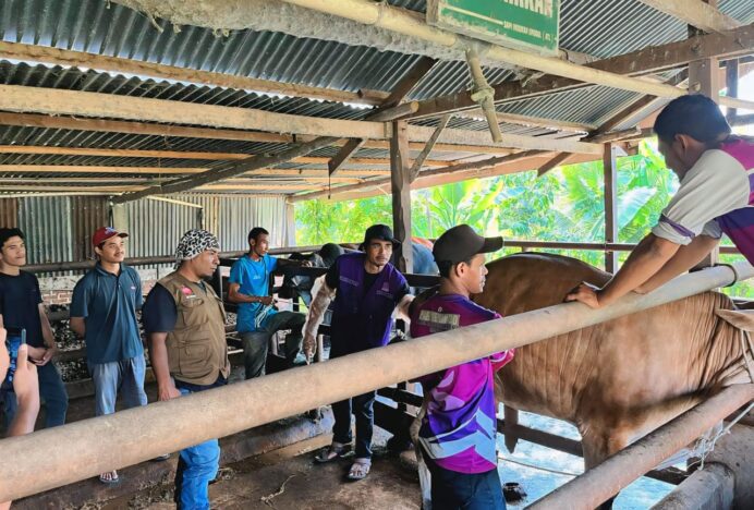 Dinas Pertanian Aceh Besar Gelar Vaksinasi Massal PMK