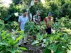 Babinsa Bueng Raya Bersama PPL Tinjau Kebun Terong, Motivasi Petani untuk Hasil Maksimal