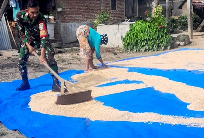 Peduli Petani, Babinsa Seulimeum Bantu Proses Pengeringan Gabah Pasca Panen