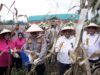 Plt Sekda Aceh Besar Hadiri Panen Raya Jagung Serentak Tahap I Bersama Kapolres