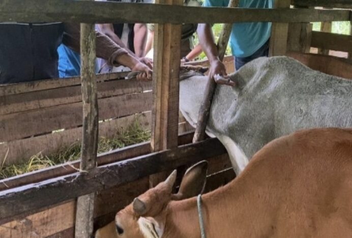 Pemkab Aceh Besar Targetkan Seribu Ekor Sapi Divaksin PMK